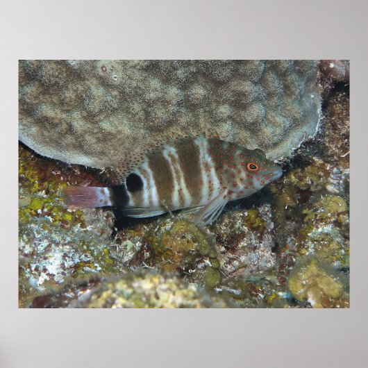 ホクフィッシュ赤い斑点 ポスター (正面)