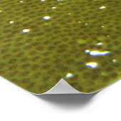 ホクフィッシュ ポスター (角)