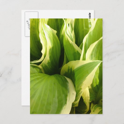 ホサス ポストカード (正面/裏面)