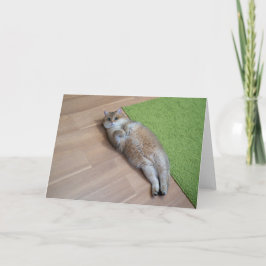 ホシコのかわいい猫 カード