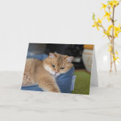 ホシコは休んでいる カード (黄色い花)