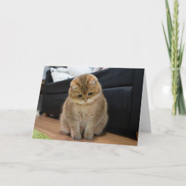 ホシコカワイトベビー カード