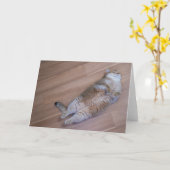 ホシコハエ カード (黄色い花)