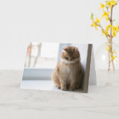 ホシ考えコ カード (黄色い花)