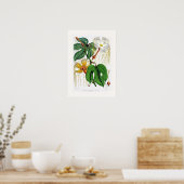 ホジソニア・ヘテロクリタ女性 ポスター (キッチン)