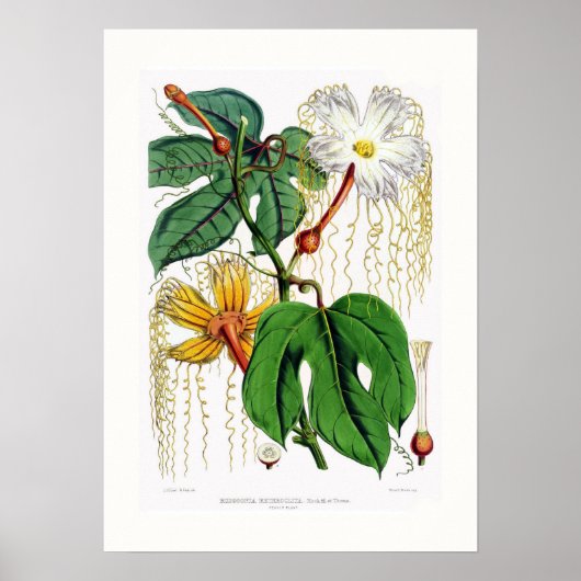 ホジソニア・ヘテロクリタ女性 ポスター (正面)