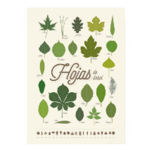 ホジャスデアルボール