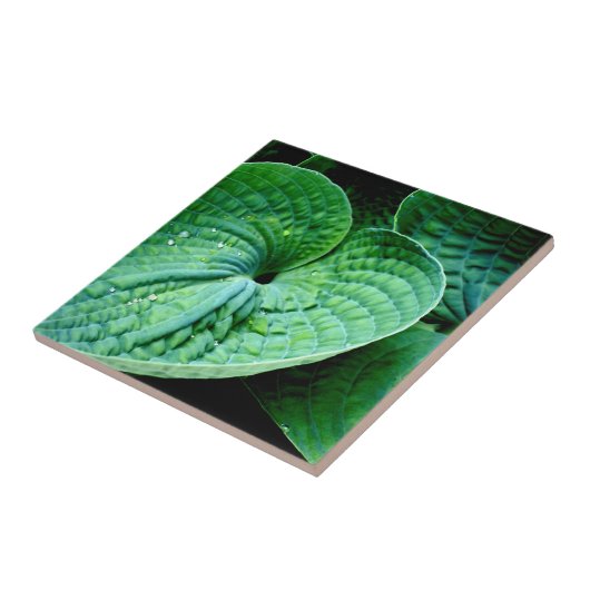 ホスタハート タイル (側面)