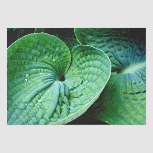 ホスタハート 薄葉紙 (正面)