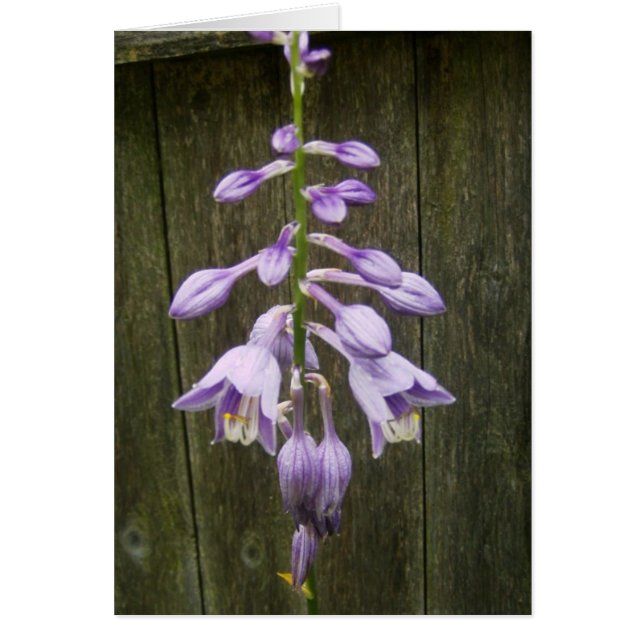 ホスタフラワー (正面)