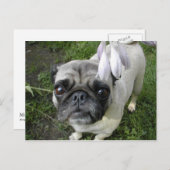 ホスタプグ ポストカード (正面/裏面)