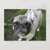 ホスタプグ ポストカード (正面)