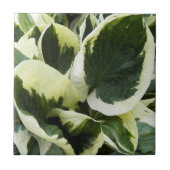 ホスタプラント葉フローラ タイル (正面)