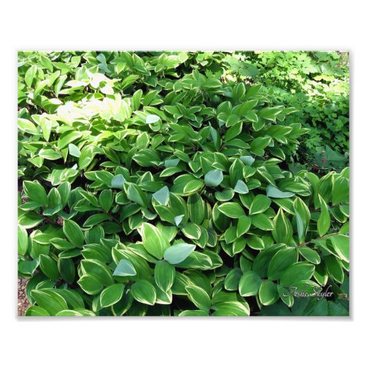 ホスタベッド フォトプリント            (正面)