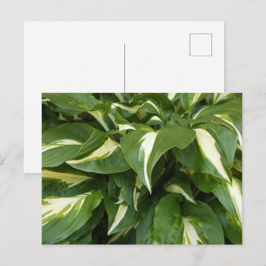ホスタ葉 ポストカード (正面/裏面)