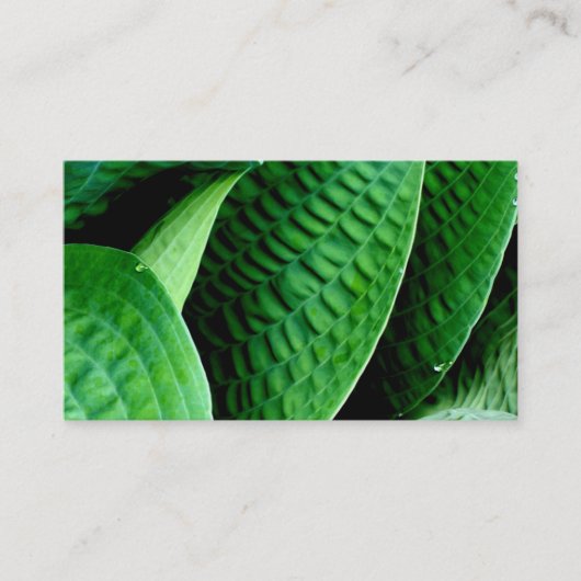 ホスタ葉 名刺 (正面)
