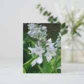 ホスタ開花 ポストカード (スタンド正面)