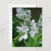 ホスタ開花 ポストカード (正面/裏面)