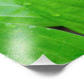 ホス葉タと水滴 フォトプリント            (角)