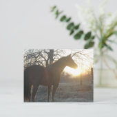 ホセベニート ポストカード (スタンド正面)