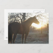 ホセベニート ポストカード (正面/裏面)