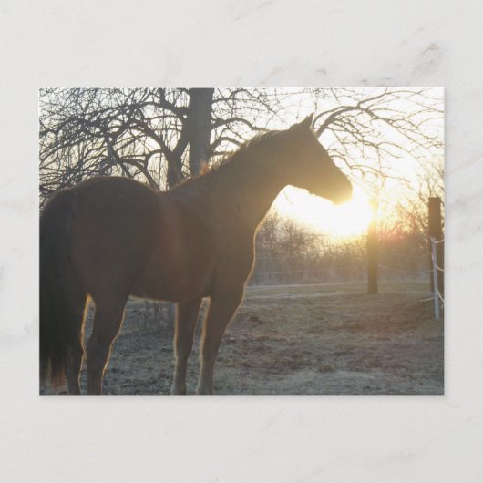 ホセベニート ポストカード (正面)