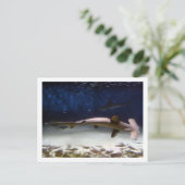 ホタテガメ ポストカード (スタンド正面)