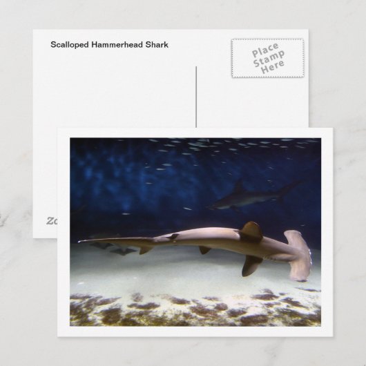 ホタテガメ ポストカード (正面/裏面)