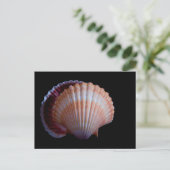 ホタテ葉書 ポストカード (スタンド正面)