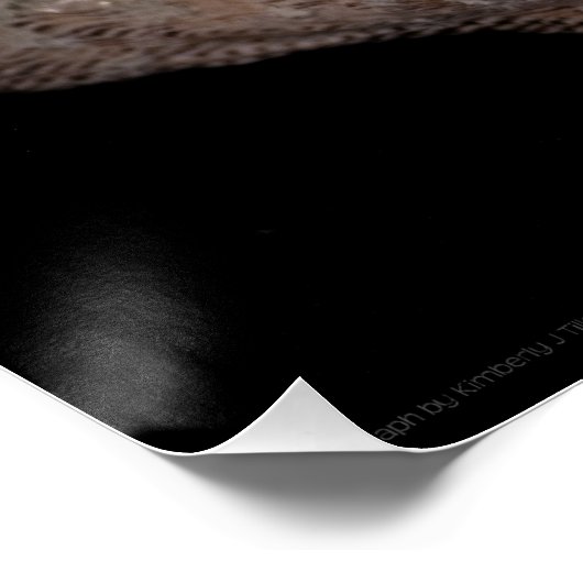 ホタテ貝3236 ポスター (コーナー)