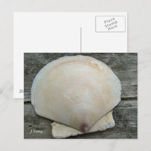 ホタテ貝 ポストカード (正面/裏面)