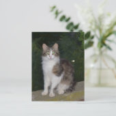 ホタルが付いている猫の緑の瞳 ポストカード (スタンド正面)