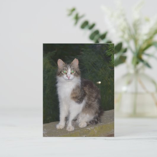 ホタルが付いている猫の緑の瞳 ポストカード (スタンド正面)