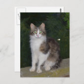 ホタルが付いている猫の緑の瞳 ポストカード (正面/裏面)