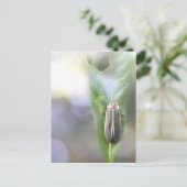 ホタル – ピラーリス ポストカード (スタンド正面)