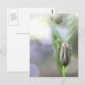 ホタル – ピラーリス ポストカード (正面/裏面)