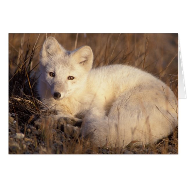 ホッキョクギツネ, Alopex lagopus (正面横)