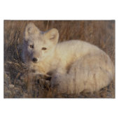 ホッキョクギツネ, Alopex lagopus カッティングボード (正面)