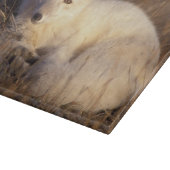 ホッキョクギツネ, Alopex lagopus カッティングボード (角)