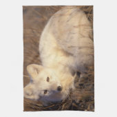 ホッキョクギツネ, Alopex lagopus キッチンタオル (縦)