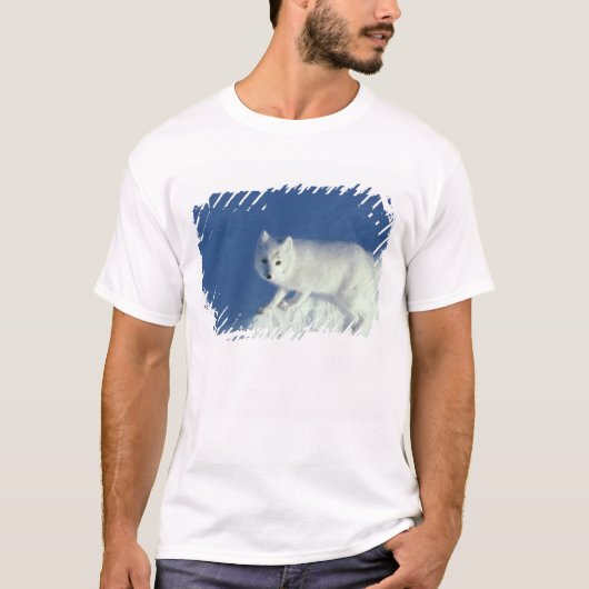ホッキョクギツネ (Alopex lagopus) ホッキョクギツネ Tシャツ (正面)