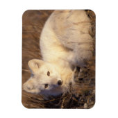 ホッキョクギツネ, Alopex lagopus マグネット (縦)