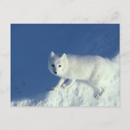 ホッキョクギツネ (Alopex lagopus) 北極の狐 ポストカード (正面)