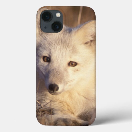 ホッキョクギツネ, Alopex lagopus Case-Mate iPhoneケース (裏面)