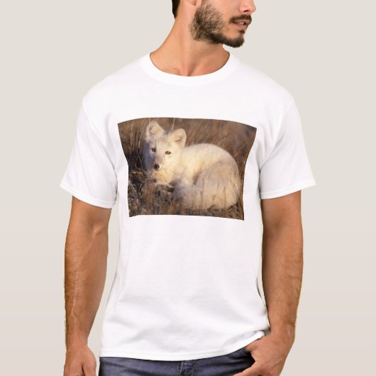 ホッキョクギツネ, Alopex lagopus Tシャツ (正面)