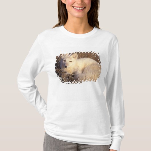 ホッキョクギツネ, Alopex lagopus Tシャツ (正面)