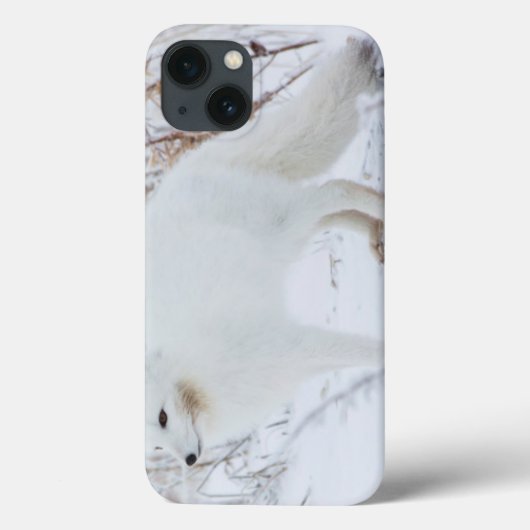 ホッキョクギツネ Case-Mate iPhoneケース (裏面)