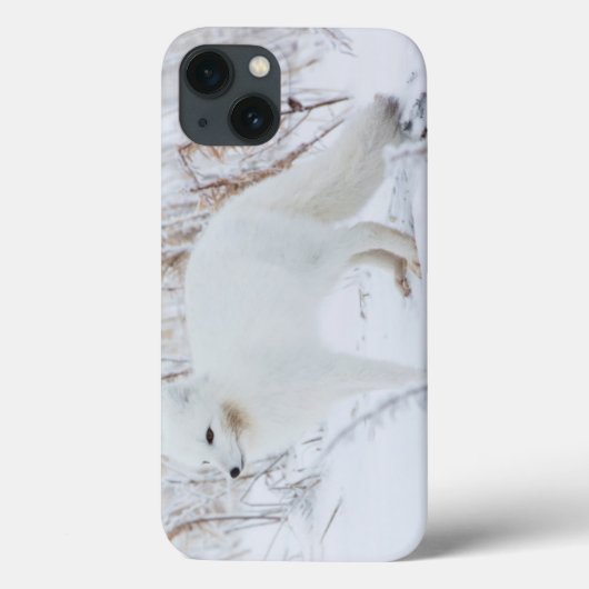 ホッキョクギツネ Case-Mate iPhoneケース (裏面)