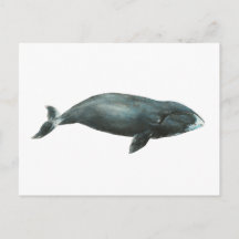 ホッキョククジラの水彩イラスト