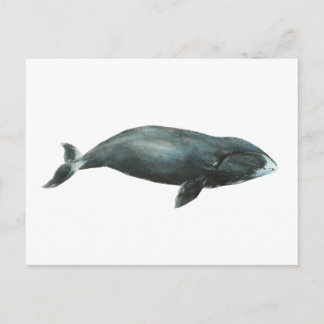 ホッキョククジラの水彩イラスト ポストカード